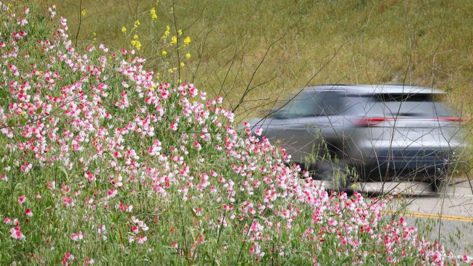 Highway 46 West slopes are sprouting patches of pink and white sweet peas, seen here on May 14, 2024.