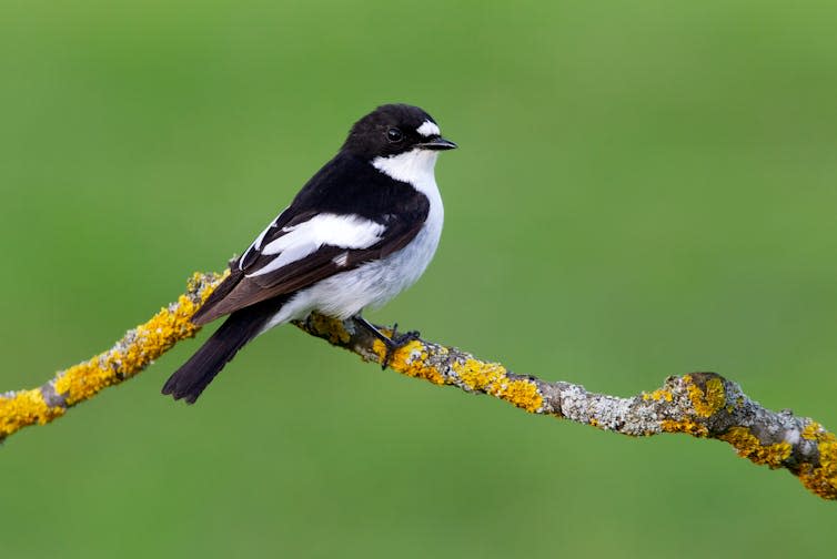 Small black and white bird is sitting on a branch.