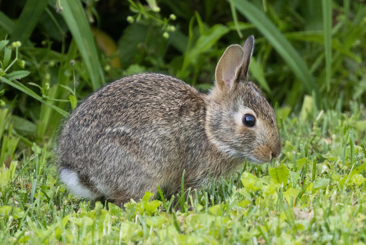 A young eastern cottontail in the writer's Worthington backyard.