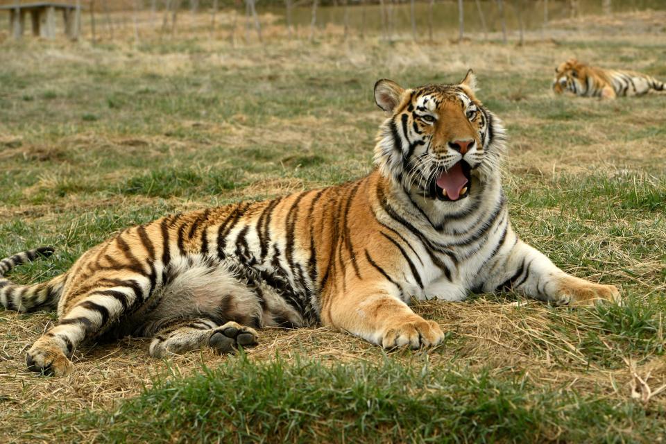 Thirty-nine tigers and three black bears formerly in the possession of Oklahoma zookeeper Joe Exotic now live at The Wild Animal Sanctuary. (Helen H. Richardson/MediaNews Group/The Denver Post via Getty Images via Getty Images)