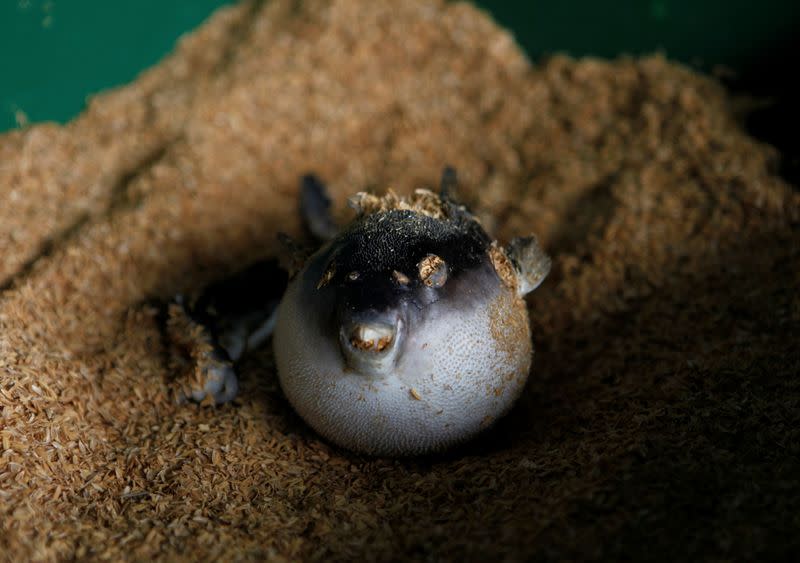 The skin of a blowfish is stuffed with rice husks to make a blowfish decoration in Shimonoseki