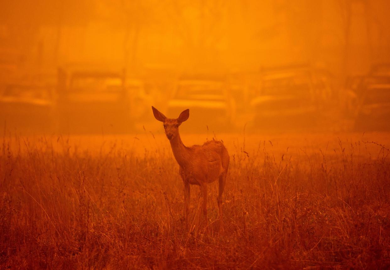 A deer wanders in heavy smoke in front of a row of burned cars during the Dixie fire in Greenville, Calif. on Aug. 6, 2021.