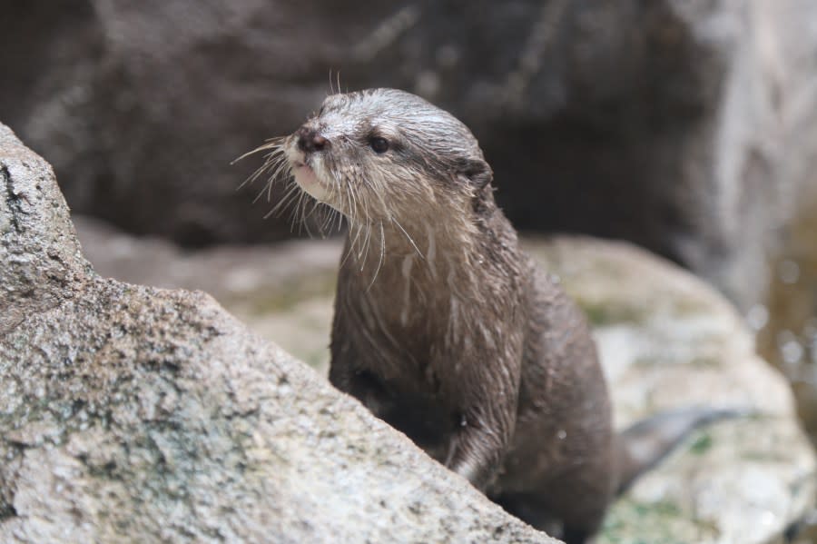Asta, the oldest Asian small-clawed otter at the North Carolina Aquarium is set to enjoy some fishy treats on Tuesday, March 5 in honor of her Sweet 16. (Courtesy NC Aquarium)