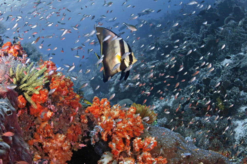 In this May 15, 2010, a Pinnate batfish swims among other fish in Tatawa Besar in the waters of Komodo islands, Indonesia. Coral gardens that were among Asia's most spectacular, teeming with colorful sea life just a few months ago, have been transformed into desolate gray moonscapes by fishermen who use explosives or cyanide to kill or stun their prey. (AP Photo/Robert Delfs) NO SALES