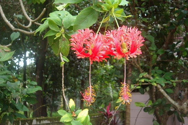 The distinctive blossoms of fringed hibiscus can be red or pink.