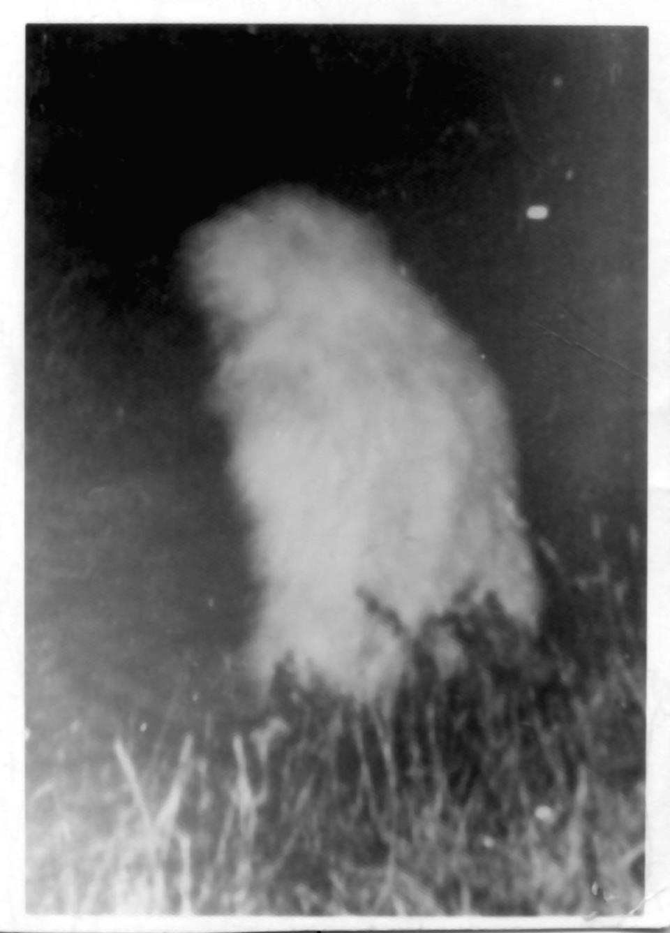 A Fort Worth man, Allen Plaster, spotted a large white shape in the tall grass near Greer Island around 1:35 a.m. on Nov. 19, 1969. He took a photo with his Polaroid camera. Years later Plaster said he thought the creature he photographed was just somebody playing a prank.