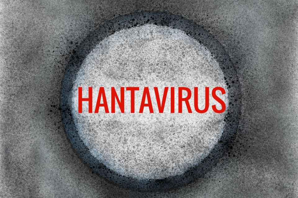 漢他病毒（Hantavirus）引起的人畜共通傳染性疾病稱作「漢他病毒症候群」。示意圖來源：Getty Images