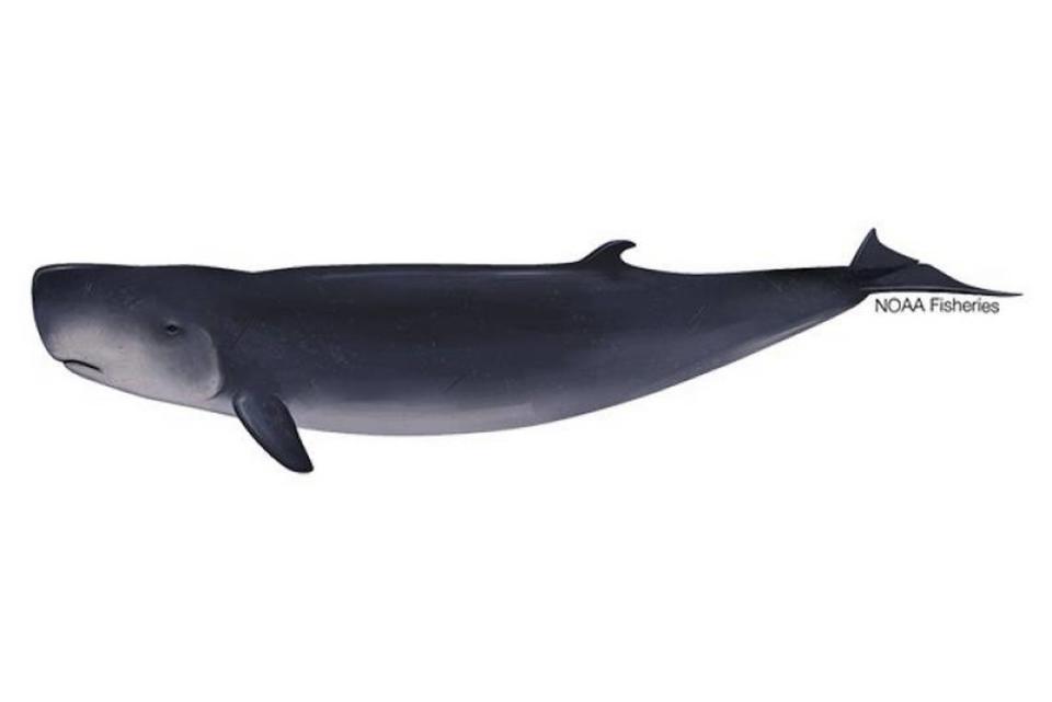 Pygmy sperm whales live up to 23 years and grow to 11.5 feet and about 1,000 pounds, according to NOAA Fisheries.