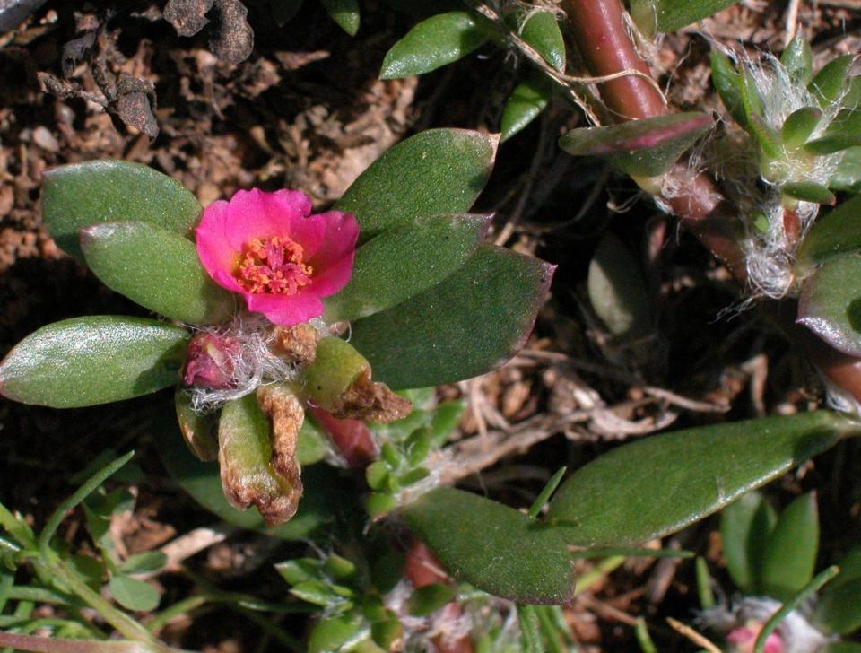 Pink purslane is an annual, blooming all summer and into the fall, spreading by its little black seeds. The stems may be flat on the ground, or somewhat elevated, thus forming patches
