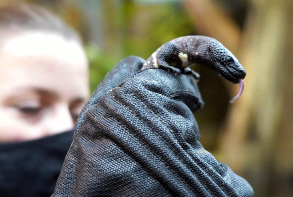 A keeper displays one of the two endangered venomous Mexican beaded lizards that hatched in February at an incubator, is seen in Wroclaw Zoo, in Wroclaw, Poland, April 4, 2021. Two endangered Mexican beaded lizards have hatched at the Wroclaw Zoo in Poland, boosting the population of the venomous lizards. The zoo said they hatched in late February at the zoo's terrarium, where the eggs had been kept in an incubator ever since they were laid in August. They are still being kept from the public's view and keepers have not yet determined their sex. (Wroclaw Zoo via AP Photo)