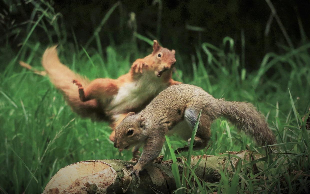 John O'Brien from Arklow, Ireland captured this extraordinary moment a red squirrel decided to confront grey squirrel that had entered its territory - John O'Brien/SWNS