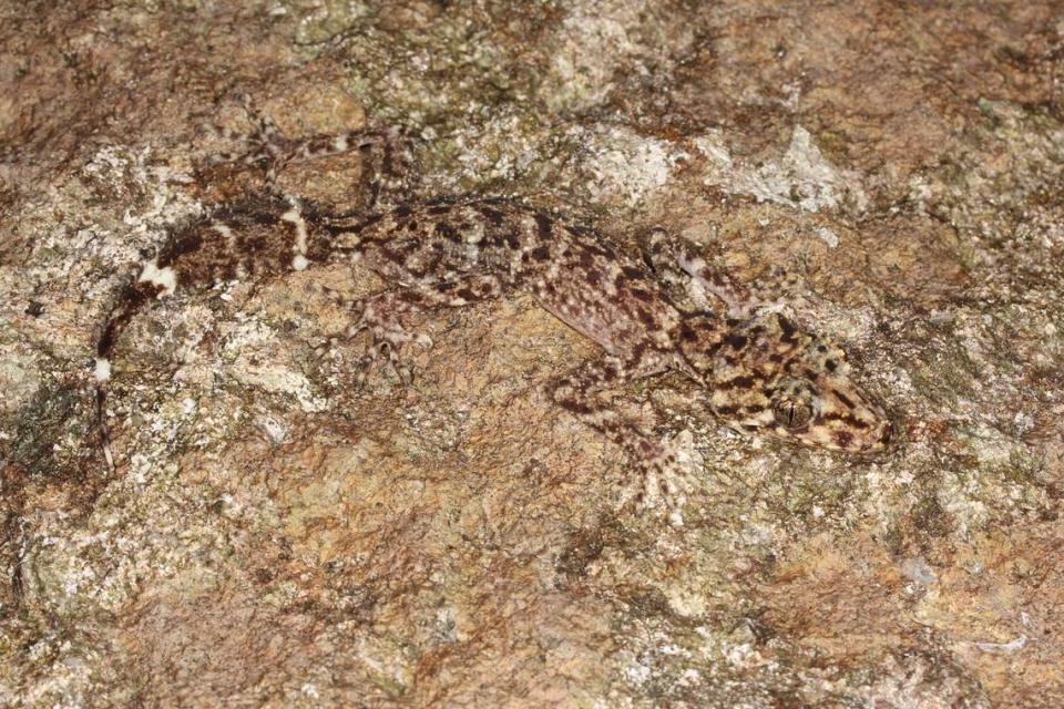 Un gecko de cola de hoja de Scawfell Island mezclándose con la roca.
