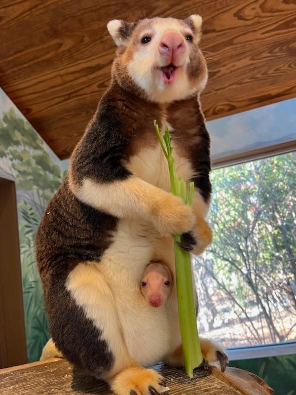 Paia peers out from her mother Keweng's pouch.