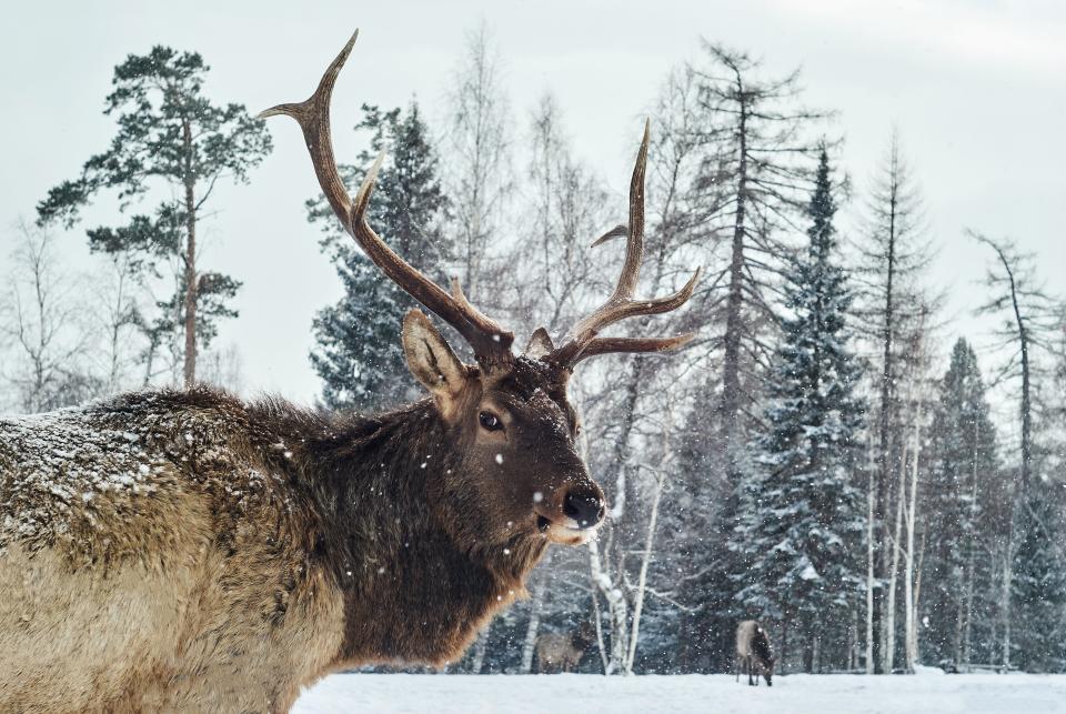 A Russian red deer.