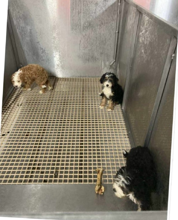 Ohio puppy mill featured in The Horrible Hundred Report (Photo Courtesy/Ohio Department of Agriculture).