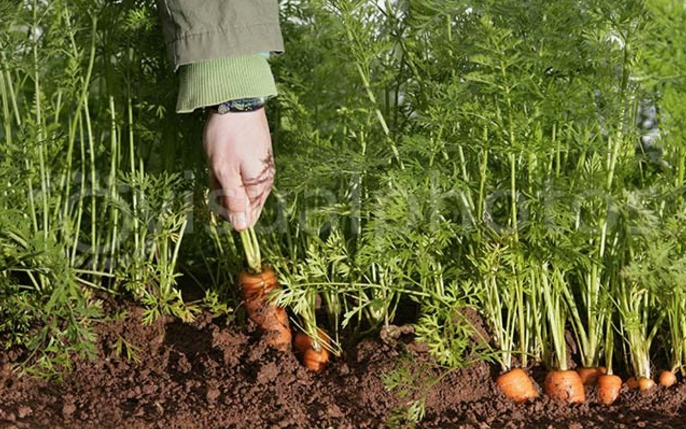 Great British salad shortage could spread to carrots and parsnips