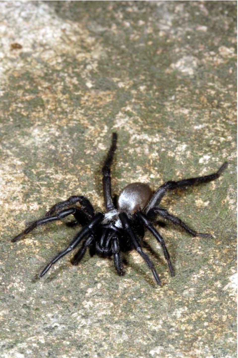 Silverback trapdoor spider (Rex)