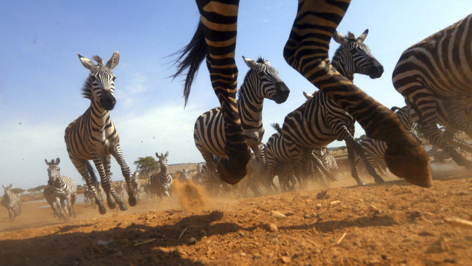 This image released by Discovery shows a Zebra stampede from episode four of "Serengeti," a six-part series premiering Sunday, August 4. (Geoff Bell/Discovery via AP)