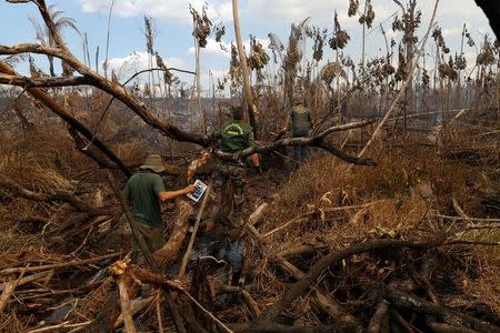 Agents of the Brazilian Institute for the Environment and Renewable Natural Resources, or Ibama, walk through a burnt area in a forest during "Operation Green Wave" to combat illegal logging in Apui, in the southern region of the state of Amazonas, Brazil, July 31, 2017. REUTERS/Bruno Kelly