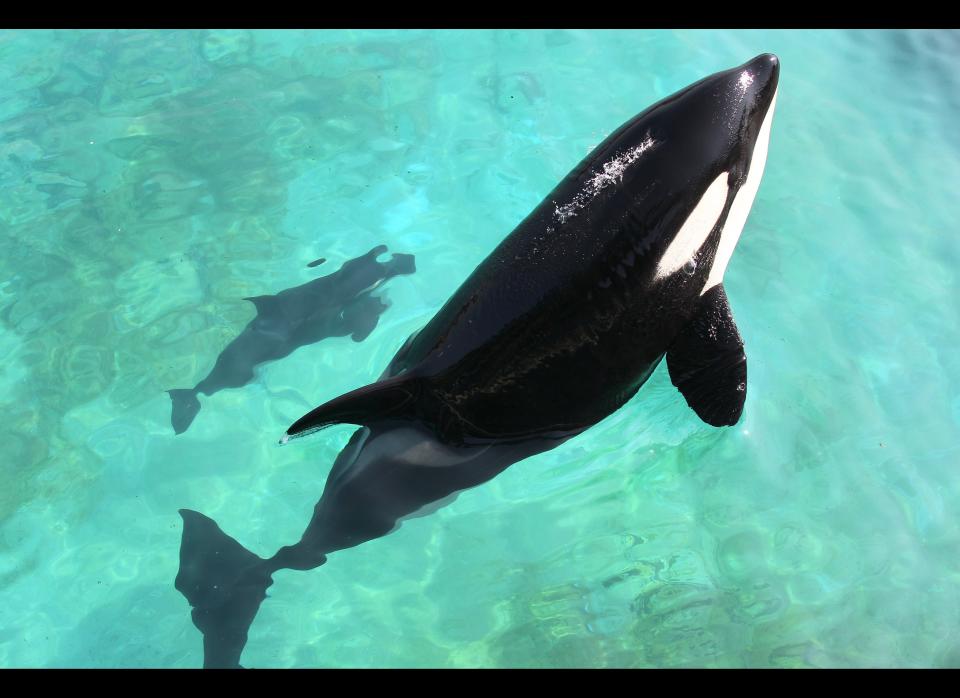 Female orca Wikie swims with her calf born by artificial insemination on April 19, 2011 at Marineland animal exhibition park in the French Riviera city of Antibes, southeastern France. 