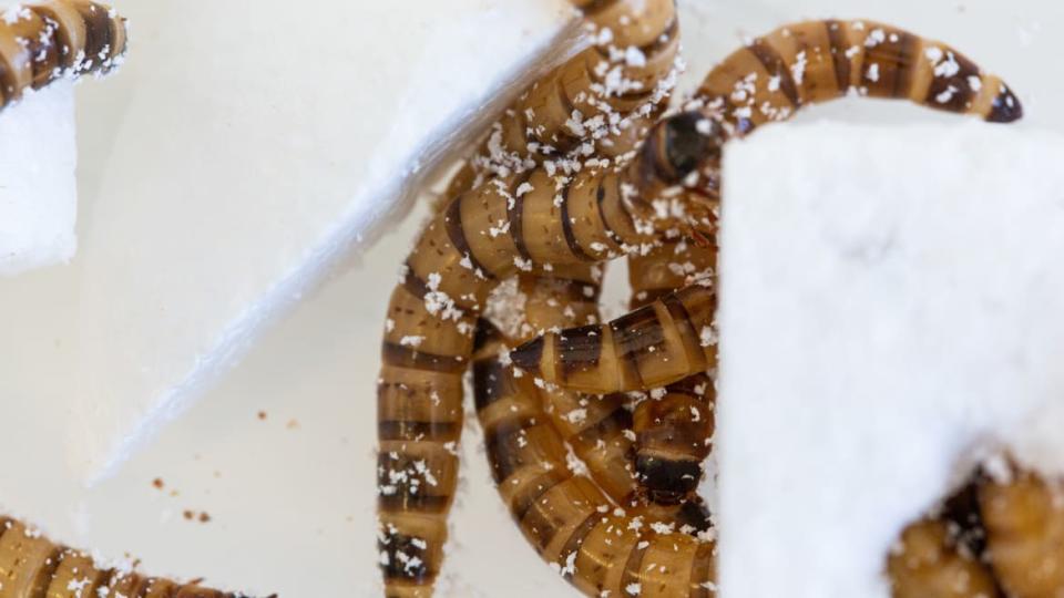 <div class="inline-image__caption"><p>Superworms eating on plastic.</p></div> <div class="inline-image__credit">Hung Vu</div>