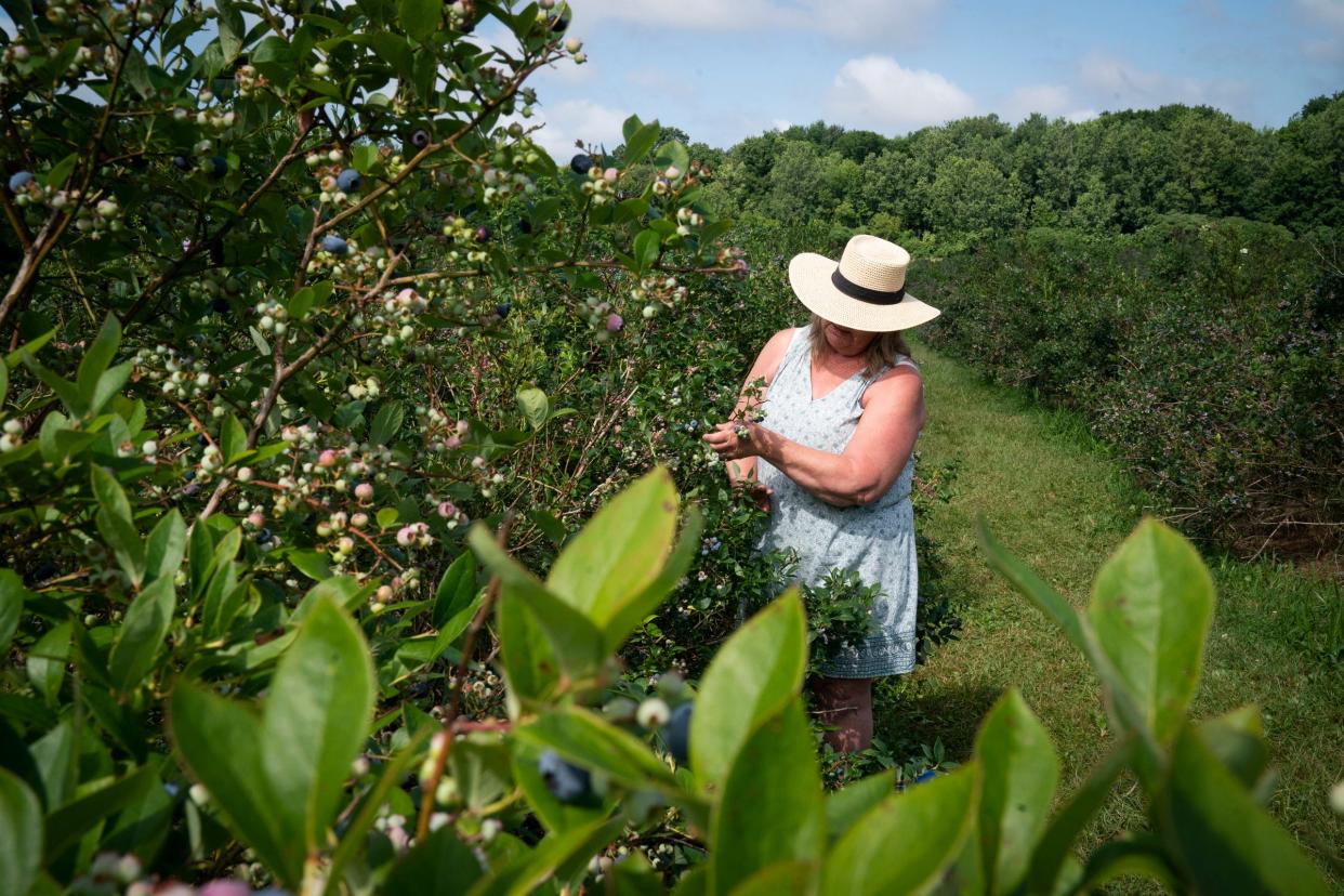 Tracy Beauregard, 61, of Fowlerville picks blueberries on Thursday, July 11, 2024 at Hazen's Blueberry Farm in Howell. For over 50 years, Hazen's Blueberry Farm has been a go-to place for u-pick blueberries and yummy blueberry-centric desserts. In the words of third generation owner Tony Buchholz, 57, "we like to keep it simple" and that translates through the mellow and fun experience shared by many families who pick there.