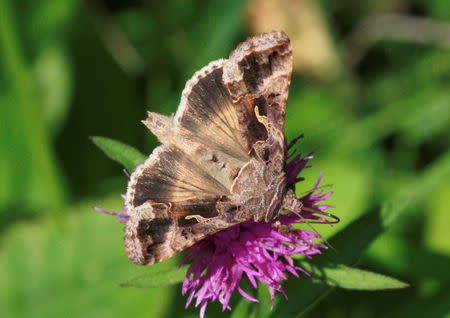 The silver Y moth (Autographa gamma), pictured, is a major component of the large night-flying insect migrants studied by radar in the new study, measuring migration annually over a region in south-central England monitored with specialized radar and a balloon-supported aerial netting system, scientists said, December 22, 2016. Ian Woiwod/Handout via REUTERS