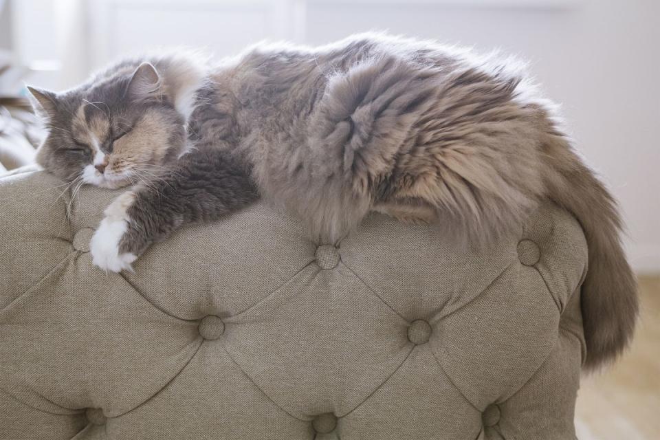 The furniture is covered in pet hair.