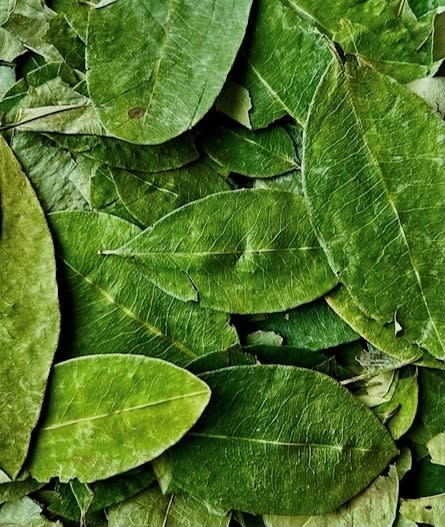 Image of coca leaves. © Steven R. King