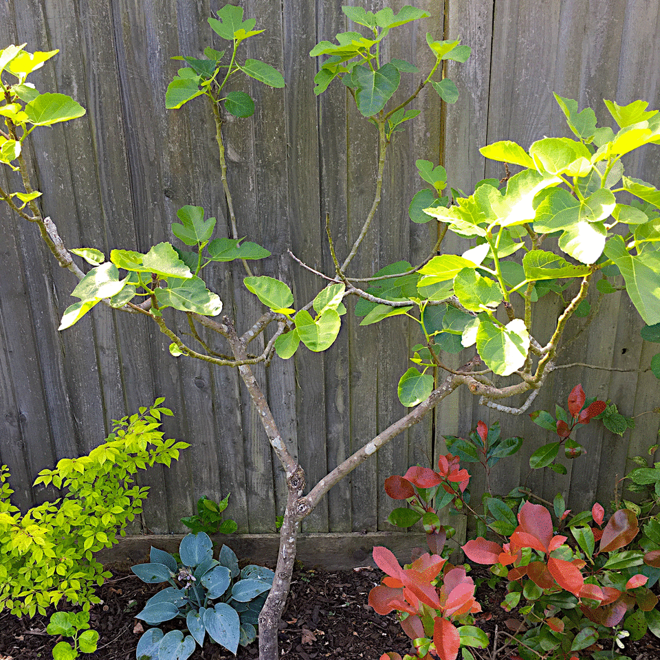 Fig tree