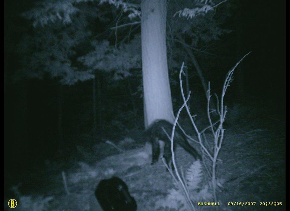 This October 2007 image was taken by an automated camera set up by a hunter in a Pennsylvania forest the previous month. Some said it was a Bigfoot creature; others believed it was just a sick bear. 