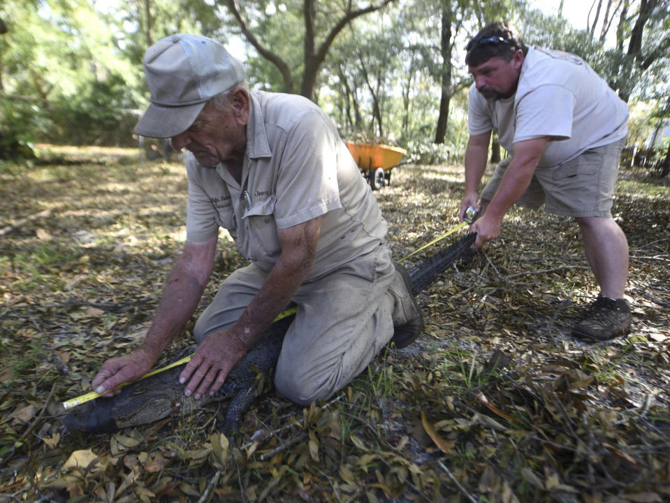 Jimmy English, left, and Bubba English with Wildlife Removal Service measure a five and a half foot alligator that was found under a house off Shipyard Blvd. in Wilmington N.C., Sunday, September 23, 2018. English said that it's not unusual to find alligators that have become disoriented after a major storm. He expects to see more when all of the waters recede.(Matt Born/The Star-News via AP)