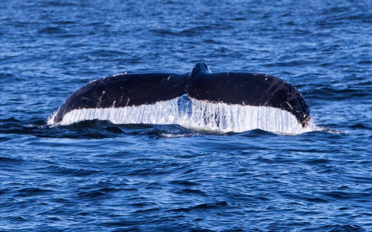 A whale breaks the surface of the waters of the Pacific Ocean off the Oregon Coast during a previous Whale Watch Week.