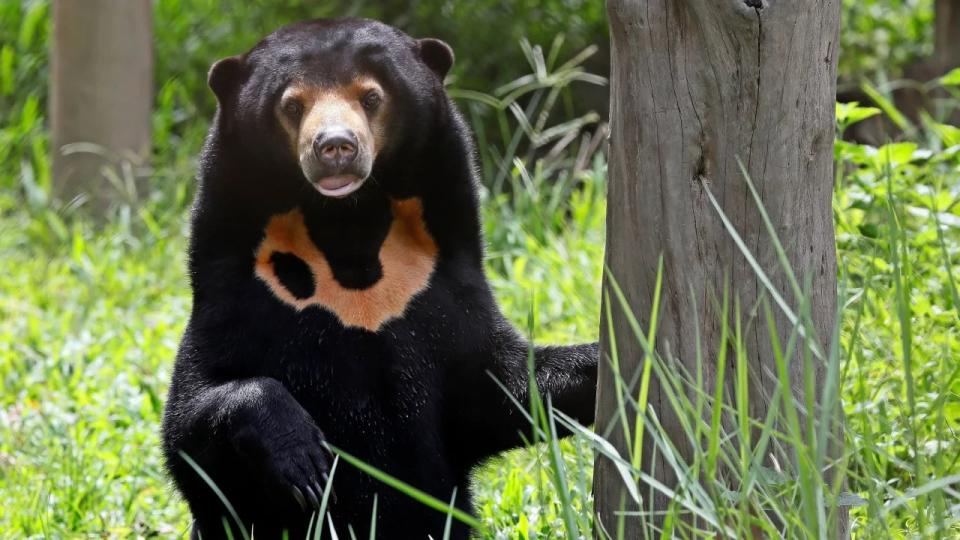 Un oso malayo dentro del centro de rescate de osos de Vietnam, en el parque nacional Tam Dao, en Vinh Phuc, Vietnam, el 9 de julio de 2019. (Crédito: Minh Hoang/EPA-EFE/Shutterstock)