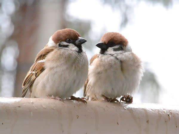 Sparrows