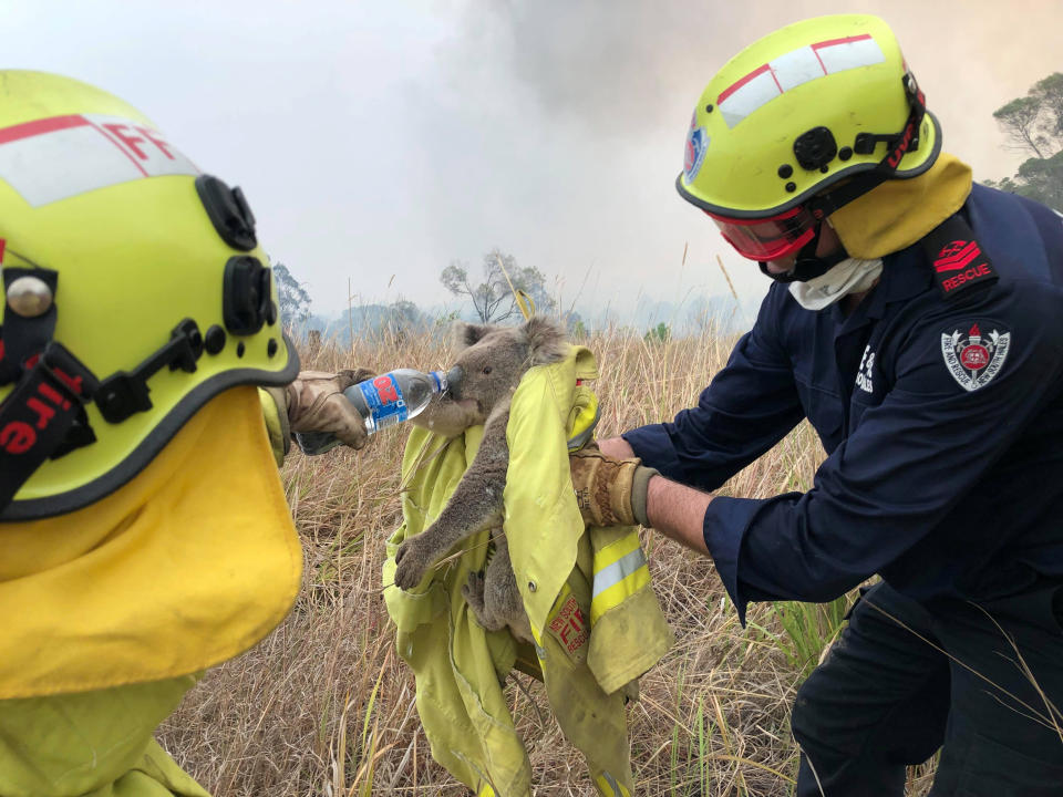 Firemen give water to a koala. Fires burn in the background. 