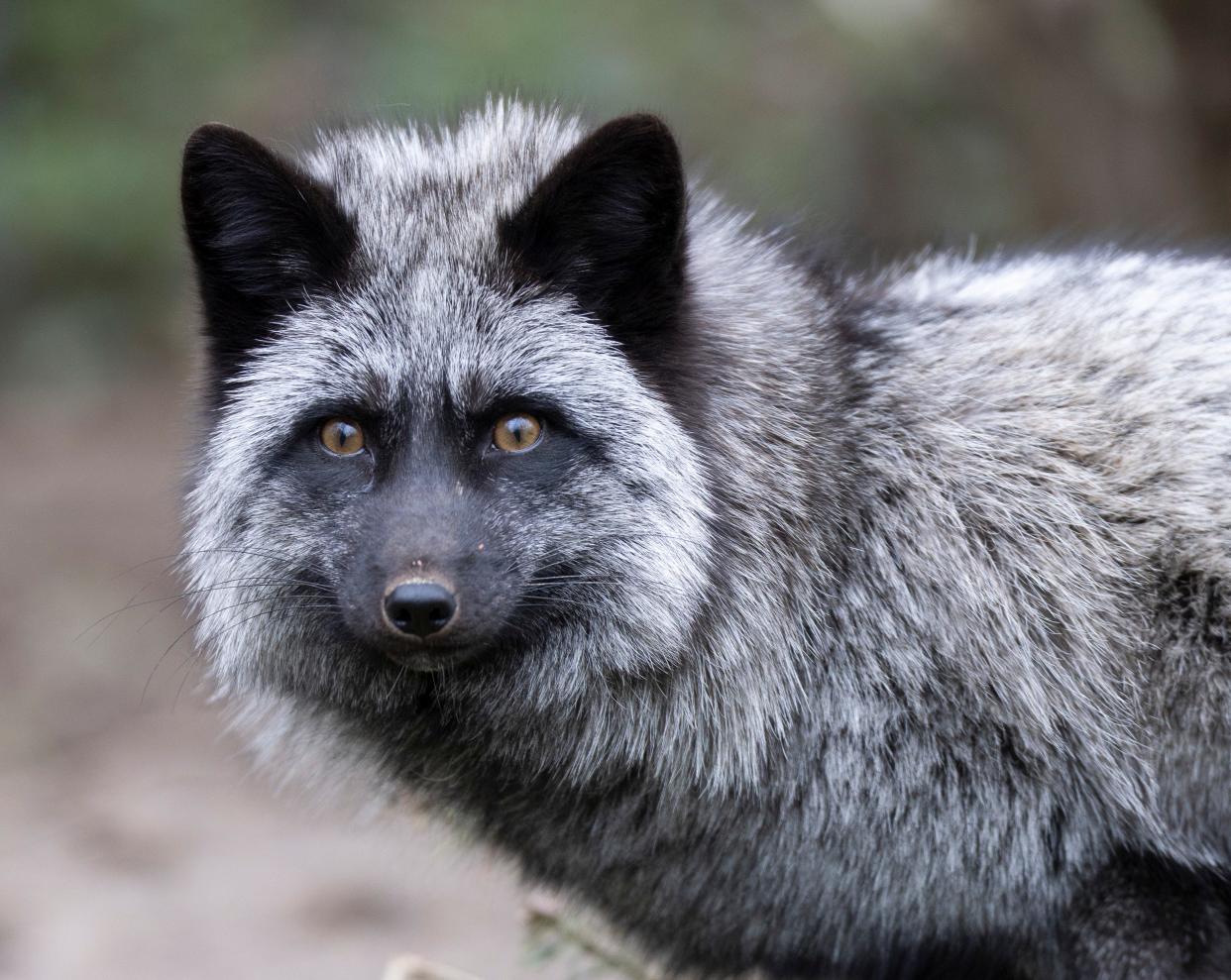 Stevie, a melanistic red fox ambassador animal at the Ohio Wildlife Center