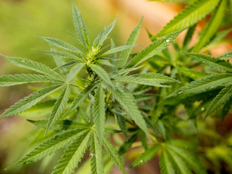 Medicinal cannabis may be legal here, but it's hard to access. Source: Getty