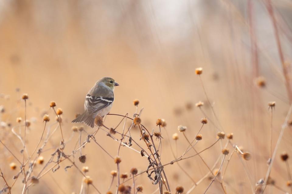 American Goldfinch on dead coneflowers