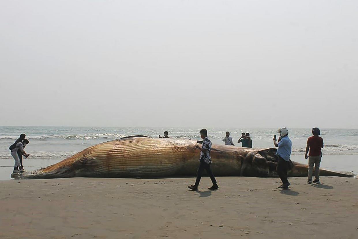 Le cadavre d'une baleine retrouvée sur une plage de Cox's Bazar, au Bangladesh, le 9 avril 2021 - Miraj Kateb / AFP