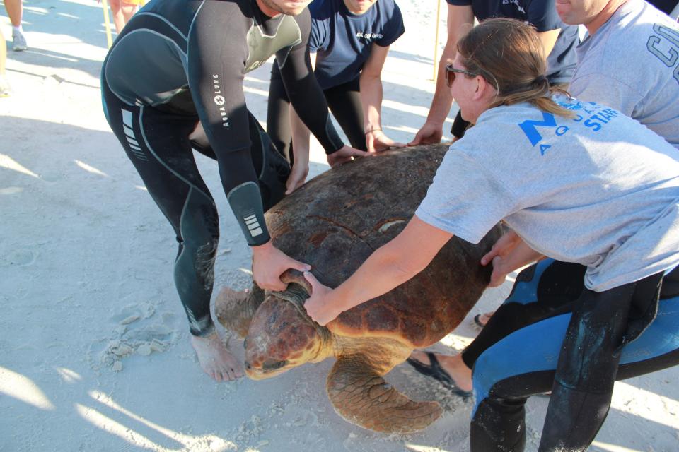 Mrs. Turt Lee, a 255-pound female Loggerhead turtle was returned to the Gulf of Mexico in May 2015, at Lido Beach by scientists from Mote Marine Laboratory and Aquarium. The turtle spent almost a year recovering from a boat strike. Two years later she died following another boat strike and was recovered off of the waters of Longboat Key.