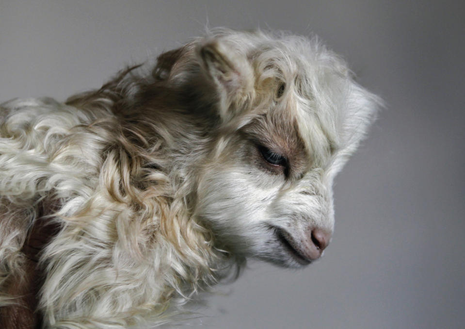 Noori, a cloned Pashmina goat, is seen at the Faculty of Veterinary Sciences and Animal Husbandry of Sher-e-Kashmir University of Agricultural Sciences and Technology (SKUAST), in Shuhama, 25 km (16 miles) east of Srinagar March 15, 2012. Noori who weighed 1.3 kg (2.9 lb) at birth on March 9, 2012 is the world's first cloned Pashmina goat and is doing well so far, said Doctor Riaz Ahmad Shah, who heads the project at SKUAST. Pashmina goats, which grow a thick warm fleece, survive on grass in Ladakh where temperatures plunge to as low as minus 20 degrees Celsius (minus 4 degrees Fahrenheit).