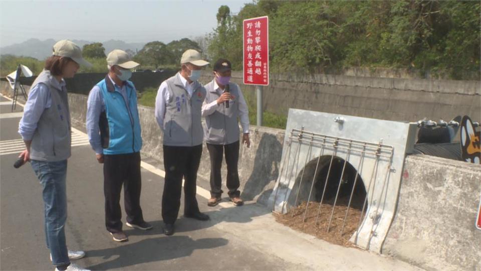 苗140線老庄溪路段「石虎路殺熱點」全國首創 ！增設覓食通道免繞道通行