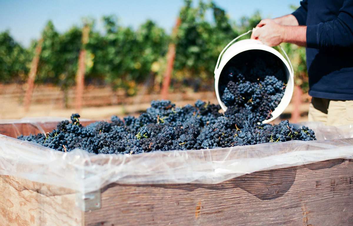 Pinot Noir clusters being harvested in the Eola-Amity Hills of Oregon's Willamette Valley