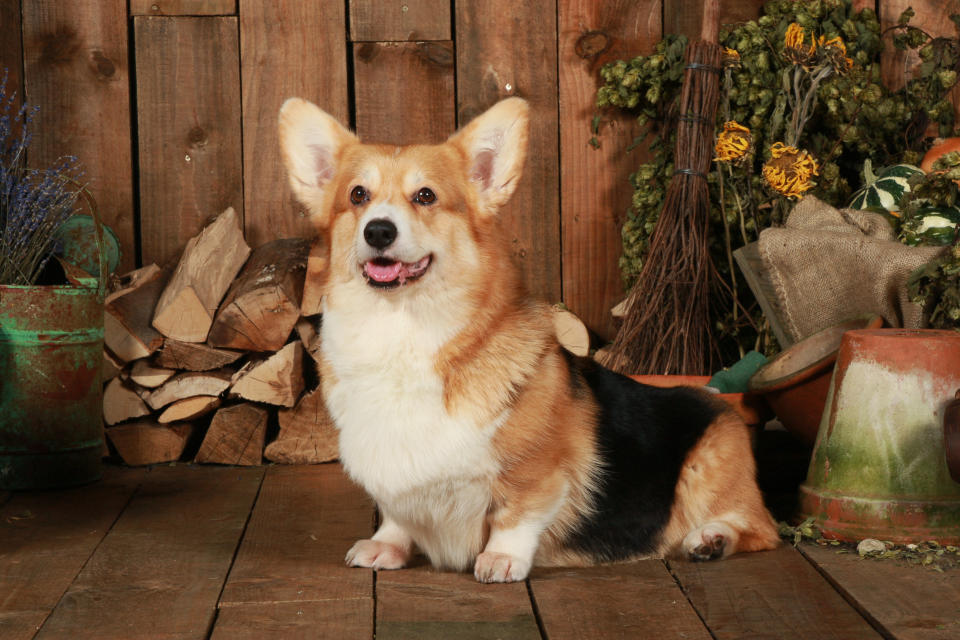 Pembroke Welsh Corgi (Canis lupus familiaris) by garden fence, UK