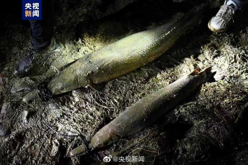 怪魚已於26日晚被抓住，經確認為外來物種鱷雀鱔。（圖／翻攝自央視）