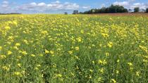 Island farmers plant more mustard in battle against wireworm