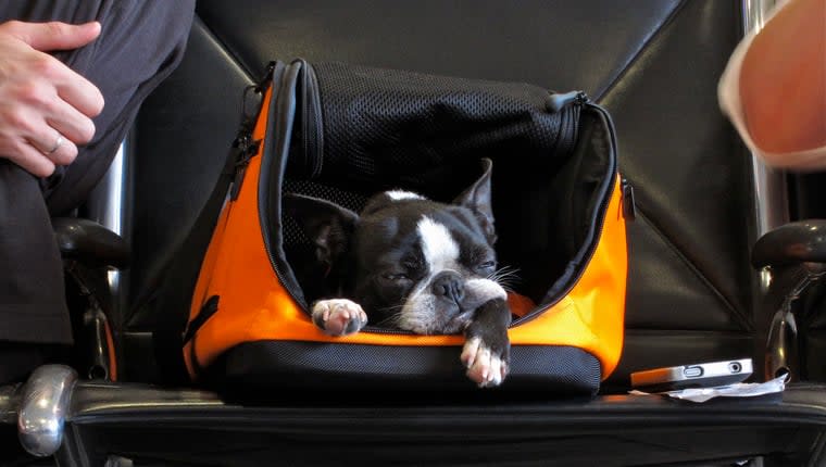 TSA Find Dog in Bag at Airport X-ray Checkpoint