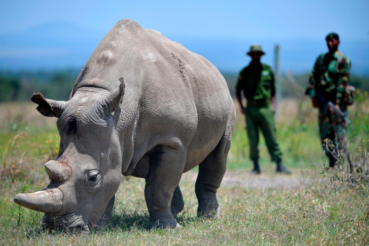 <p>A rhino grazes at the Ol Pejeta Conservancy in Nanyuki, 90 miles north of the Kenyan capital, Nairobi</p> (Getty)