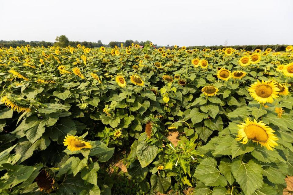 A field of sunflowers were available for visitors to walk through at Eckert’s Orchard in Versailles, July 29, 2021.